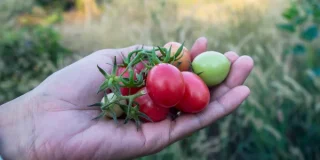 Γεωργία Παπαδάκη:   ΧΕΙΡΟΠΛΗΘΗΣ κ. ά.